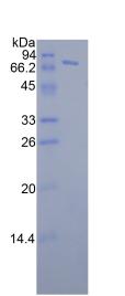 Figure 2. SDS-PAGE