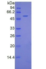 Figure 2. SDS-PAGE