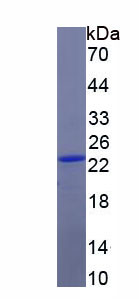 Figure 1. SDS-PAGE