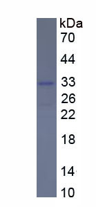 Figure 1. SDS-PAGE