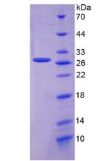 Figure 2. SDS-PAGE