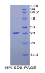 Figure 1. SDS-PAGE