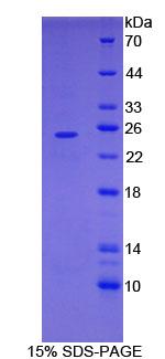 Figure 1. SDS-PAGE