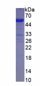 Figure 1. SDS-PAGE