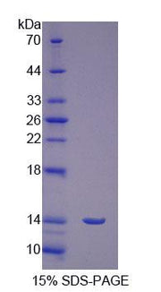 Figure 1. SDS-PAGE