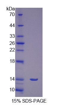 Figure 1. SDS-PAGE