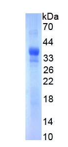 Figure 1. SDS-PAGE