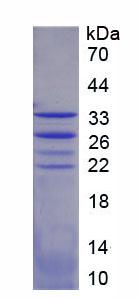 Figure 2. SDS-PAGE