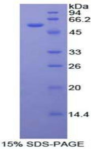 Figure 1. SDS-PAGE