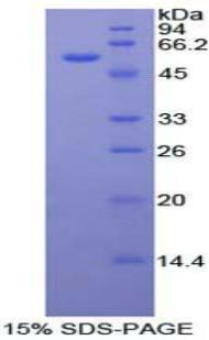 Figure 1. SDS-PAGE