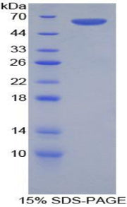 Figure 1. SDS-PAGE