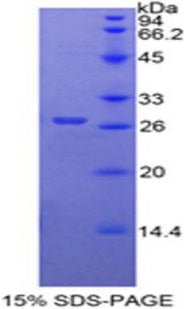Figure 1. SDS-PAGE