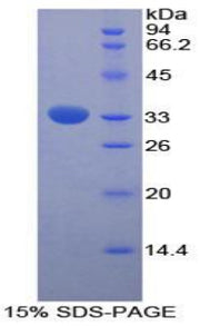 Figure 1. SDS-PAGE