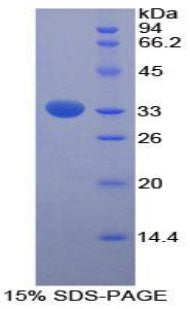 Figure 1. SDS-PAGE