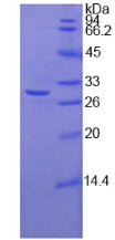 Figure 2. SDS-PAGE
