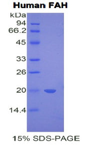 Figure 1. SDS-PAGE