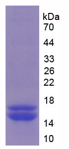 Figure 1. SDS-PAGE