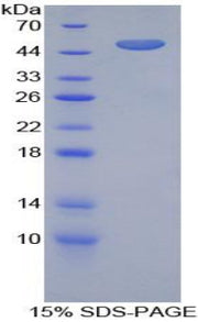 Figure 1. SDS-PAGE