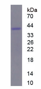 Figure 1. SDS-PAGE