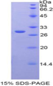 Figure 1. SDS-PAGE