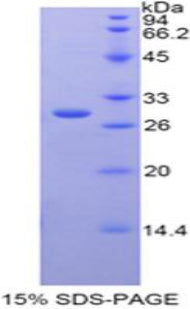 Figure 1. SDS-PAGE