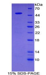 Figure 1. SDS-PAGE