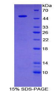 Figure 1. SDS-PAGE