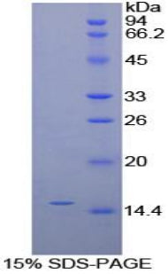 Figure 1. SDS-PAGE