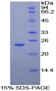Figure 1. SDS-PAGE