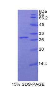 Figure 1. SDS-PAGE