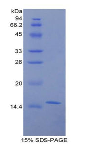 Figure 1. SDS-PAGE