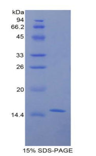 Figure 1. SDS-PAGE