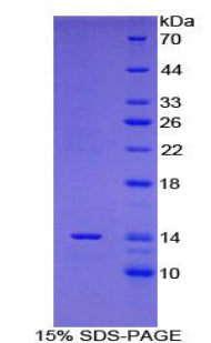 Figure 1. SDS-PAGE