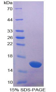 Figure 1. SDS-PAGE