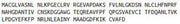 Recombinant Galectin 1 (GAL1), RPU41557