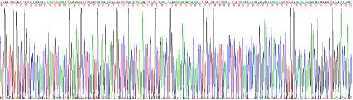 Recombinant Human Galectin 1 (GAL1)