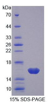 Figure 1. SDS-PAGE