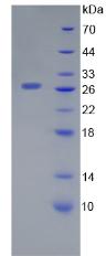 Figure 2. SDS-PAGE