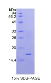 Figure 1. SDS-PAGE