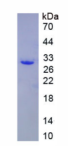 Figure 1. SDS-PAGE