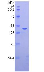 Figure 2. SDS-PAGE