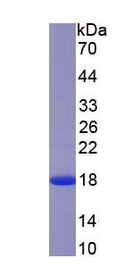 Figure 1. SDS-PAGE