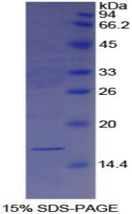 Figure 1. SDS-PAGE
