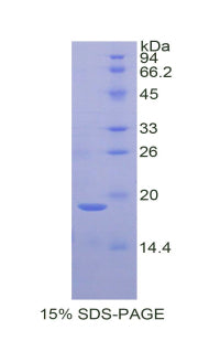 Figure 1. SDS-PAGE