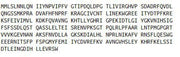 Recombinant Galectin 8 (GAL8), RPU41570