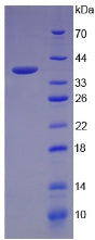 Figure 2. SDS-PAGE
