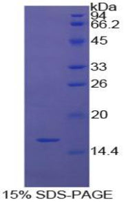 Figure 1. SDS-PAGE