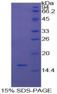Figure 1. SDS-PAGE