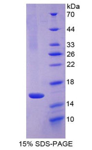Figure 1. SDS-PAGE