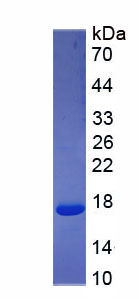 Figure 1. SDS-PAGE